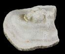Fossil Pearl - Smoky Hill Chalk, Kansas #64152-1